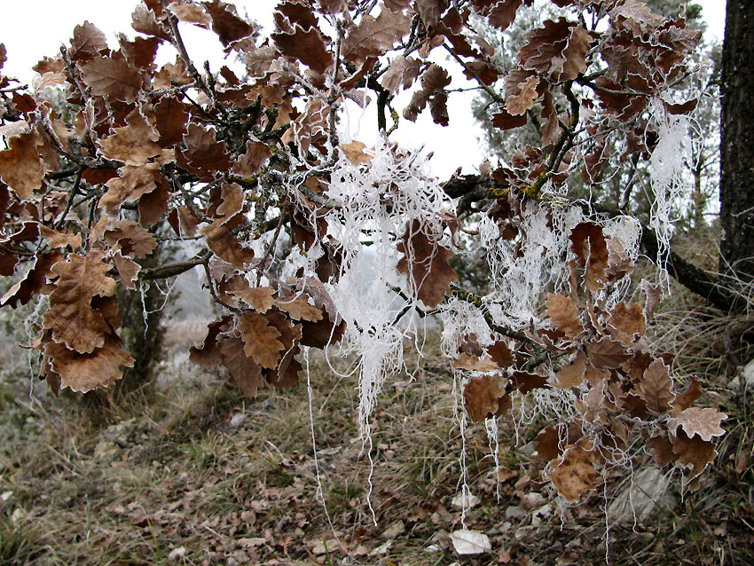 Anche in gennaio si fungheggia nel modenese